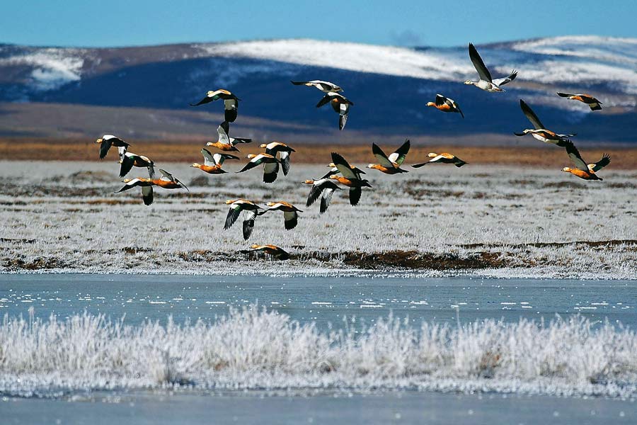 Ptactvo na Qinghai